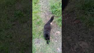 love ginger black kitty cat attack