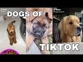 DOGS OF TIKTOK | WORTH THE WATCH | CUTIESS