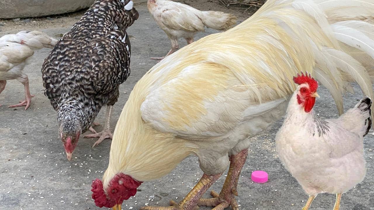 Чем питаются куры, когда ищут корм на улице?