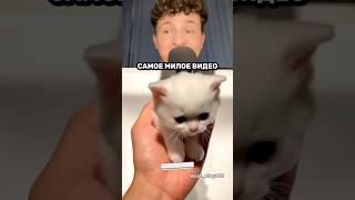 САМОЕ МИЛОЕ ВИДЕО В ИНТЕРНЕТЕ 🥺🐈