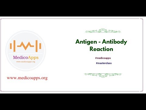 Video: Antigen Prezentující Schopnost Myších Splenických Myeloidních Buněk