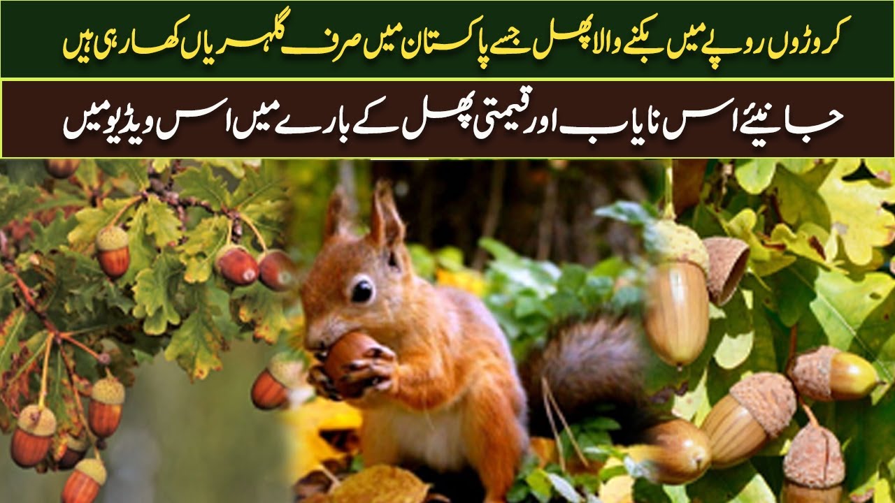 Oak Tree Pakistan mein Lakhoon Rupay Profit deny wala Fruit | Oak Trees By Acorns