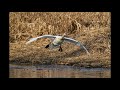 Schwan bei der Landung... (Film aus 102 Bildern)