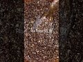 Гель-блёстки Luna Platinum Gel с фольгой - VEV.MD