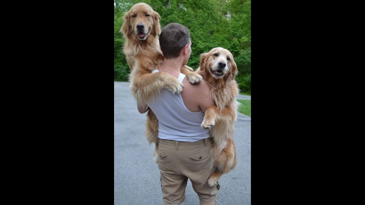 puppy paradise Big Baby Dogs