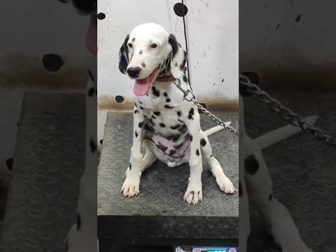 #dogvaccination #parvovirus #parvo #dalmatiandog #dalmatianpuppy