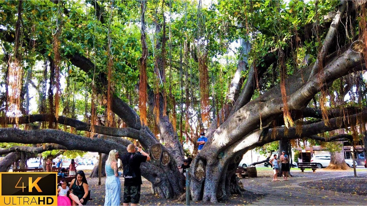 Lahaina, Maui Walkthrough - Hawaii 4K