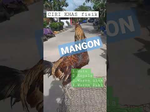 CIRI KHAS FISIK
