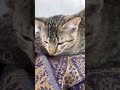 #cat #ihavethisthingwithplants #cute #kitten #cutecat #قطط_شورت #캣쇼츠 #catshorts #kociespodenki #fee