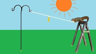 Squirrel Walking a High Wire to get their food