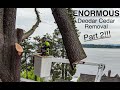 ENORMOUS Deodar Cedar Removal! Part 2!!!