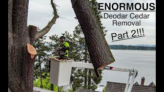 ENORMOUS Deodar Cedar Removal! Part 2!!!