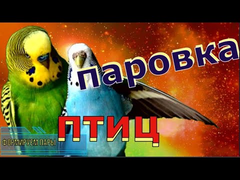 Бейне: Махос храмына қалай жетуге болады