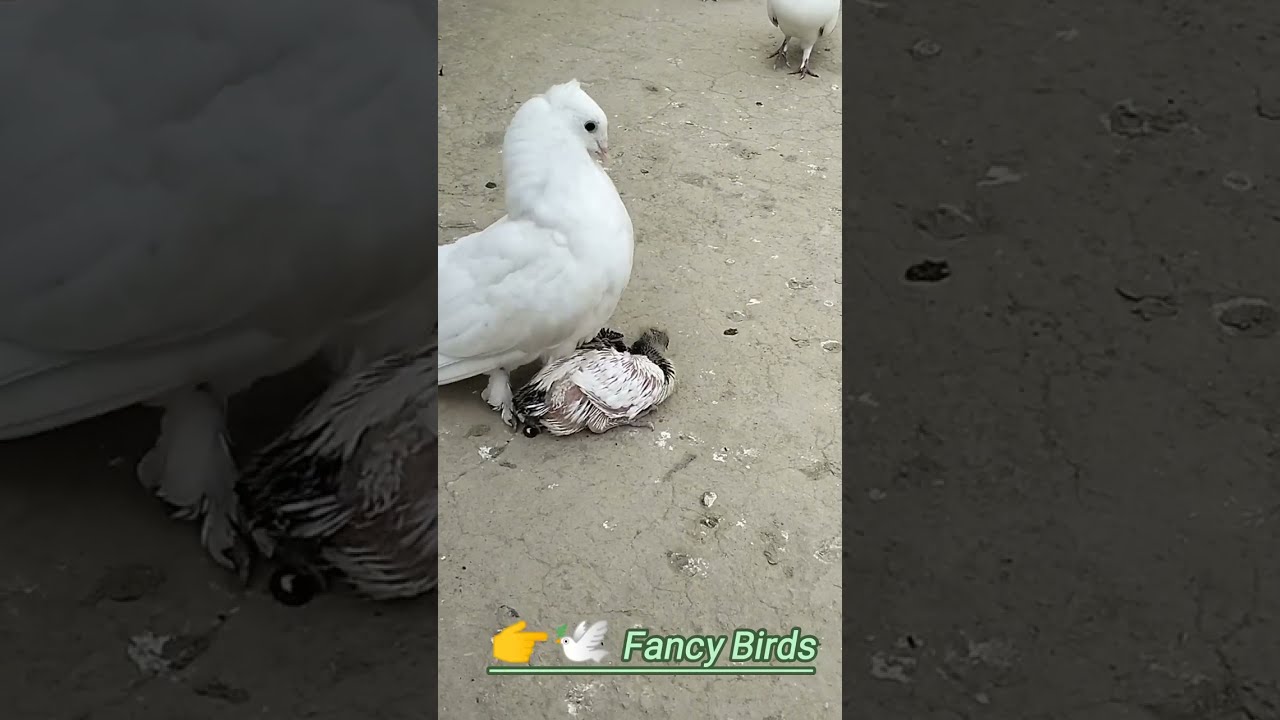 Pigeon Love Video