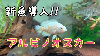 新魚導入　ディスカス　アルビノオスカー　イエローピーコック