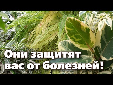ТОП-10 РАСТЕНИЙ, КОТОРЫЕ ЧИСТЯТ ВОЗДУХ И ЗАЩИЩАЮТ ВАС ОТ МИКРОБОВ, ВИРУСОВ И БАКТЕРИЙ