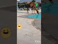 جمل يسبح بالمسبح 