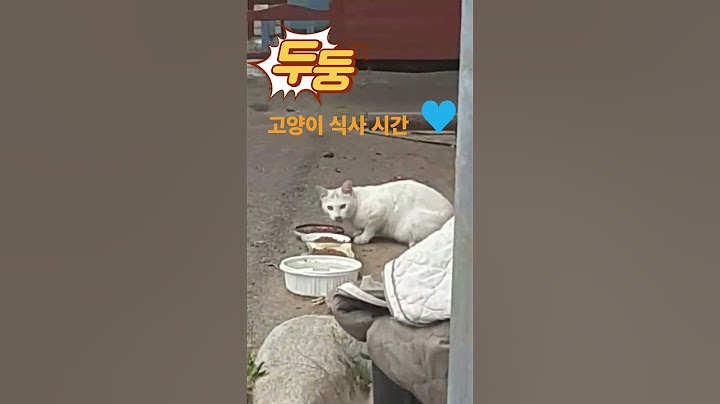 고양이밥💖
