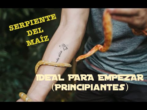 Video: Introducción a mantener las serpientes de maíz como mascotas