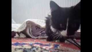 Http Nalan1907 Blogspot Com Tr P Cilgin Kedimizkorsan Html Animals Fabric Scraps Cats