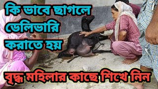 ছাগলের ডেলিভারি কি ভাবে করতে হয় ।। How to delivery goat