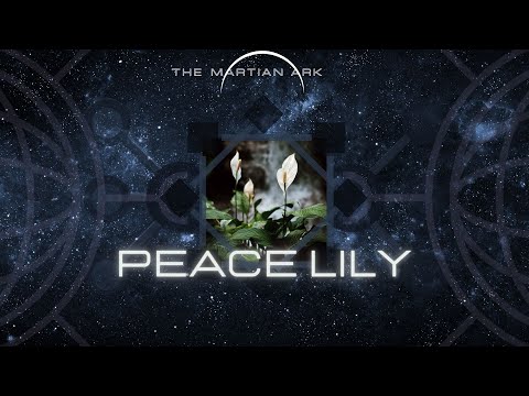 MYSTICAL TOXIN FILTERING PEACE LILY | Spathiphyllum