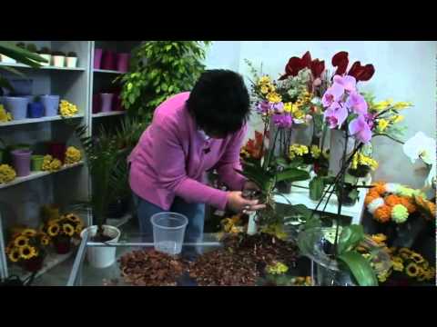 Video: Pravidla úspěchu Péče O Orchideje