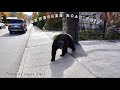 I HAD AN ENCOUNTER WITH A BEAR! +GIVEAWAY WINNER