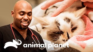 Una gata orina con sangre y podría tener cálculos renales | Veterinarios de Texas | Animal Planet