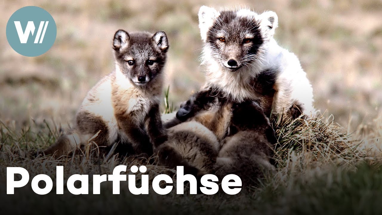 Polarfuchs-Mutter zieht ihre Jungen groß