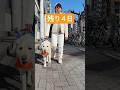 【引退まで残り4日】盲導犬氷次郎🦮今まで本当にありがとう❣️#shorts #labrador #盲導犬