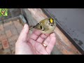 Moment with a Goldcrest