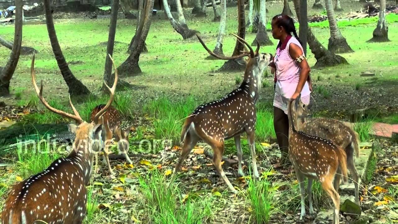 Deer Park Ross Island Andaman and Nicobar Islands Port Blair - YouTube