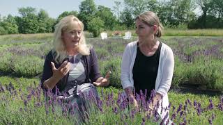 Growing Lavender in a Cold Climate