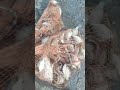 Кастинговая сеть " Испанка" один заброс 10кг. тилапии