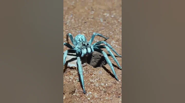 Travel Zooplanet 🕷 #zootravel #animals #zoo #shortsvideo #shorts #zooplanet thumbnail