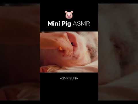 돼지 팔자 상팔자 ASMR