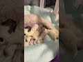 6 day old puppies feeding with mama