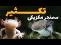 سمندر مکزیکی چیه و چرا اینقدر خاصه رشد تغذیه تکثیر