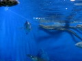 ゴイシウミヘビ　東海大学海洋科学博物館 の動画、YouTube動画。