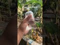 Dumbo mosaic 2 male #foryoupage #Ryan_Eco_farm #viralvideo #fishzone #guppy