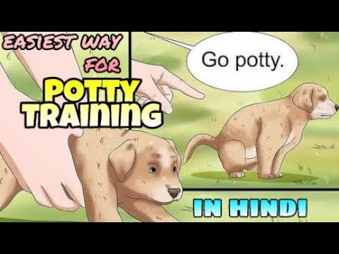 How To Easily Potty Train A Puppy In Hindi | Potty Training A Puppy |