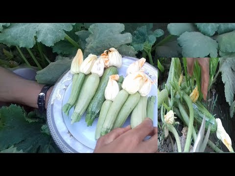 فيديو: حصاد الكوسة