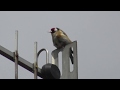 Songbird Goldfinch Male Singing for Female Birds UK