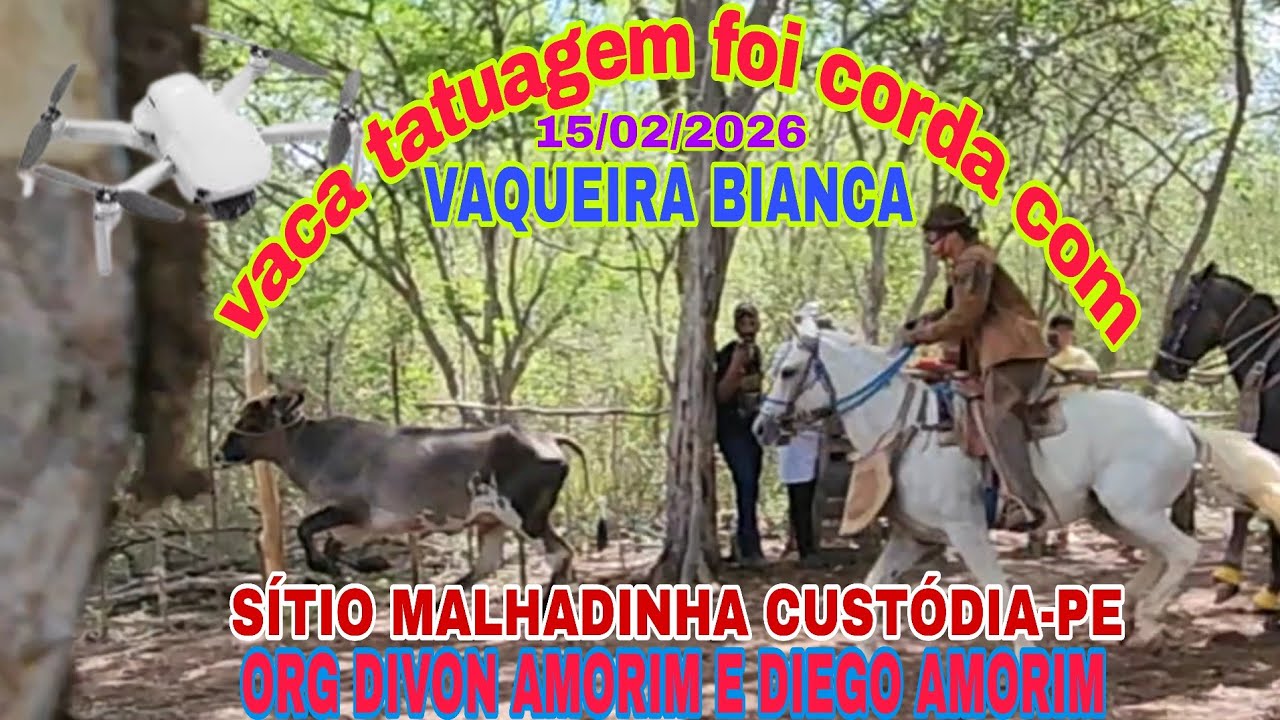 (DRONE)CARREIRA DA VACA TARTUAGEM COM A VAQUEIRA BIANCA DE QUEIMADA PARAIBA NO SITIO MALHADINHA.