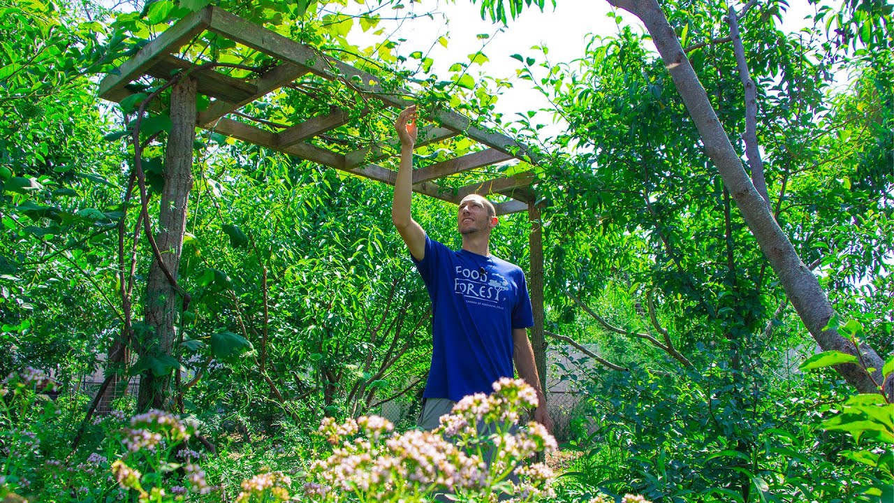 Я нарушил правила и посадил 35 разных съедобных многолетников в небольшом саду. Вот что из этого ...