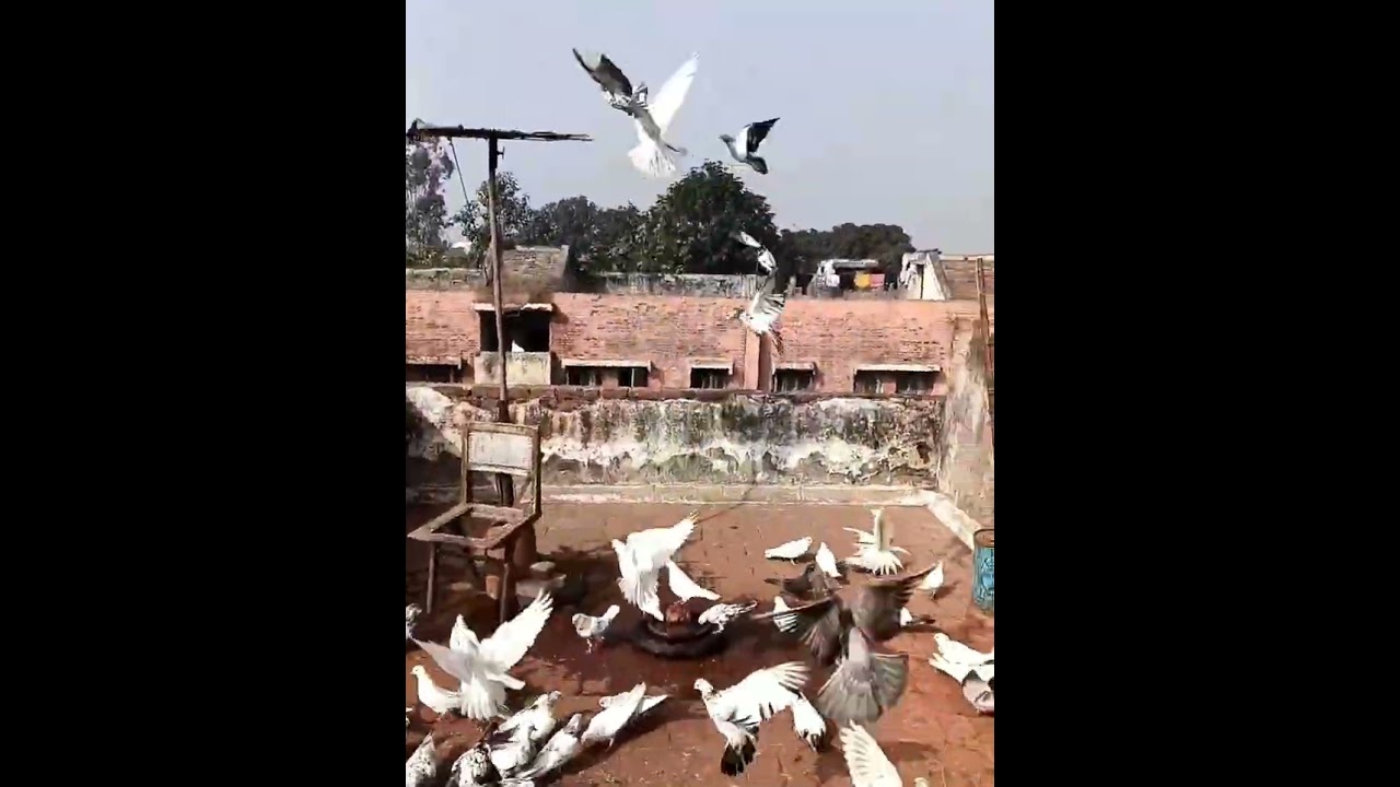 Aaj sare kabutar bar Kat diye amar naye bacche bhi bahar nikal diye 🤗🥰🙏🏻 follow karo