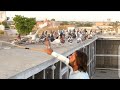 Saifullah khan ke zabardst kabootar ][ kabootar bazi video ][ lovely pigeons video