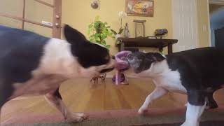 Two Boston Terriers Being Bostons