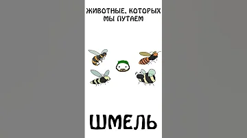 А вы знаете как выглядит шмель?)) #академияброкколи #shorts #анимация #шортс #животные #шмель